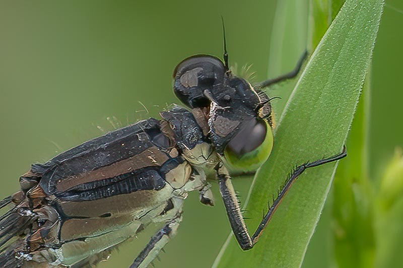 Coenagrion lunulatum female-5.jpg